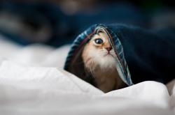 英雄联盟总决赛赛程-欧冠半决赛级焦点战，吉林队以稳健之风拿下尼克斯，闪耀跨界篮球之夜