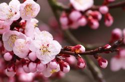 英雄联盟总决赛-霍勒迪假日？不，这是深圳制造的休斯顿坠机事件