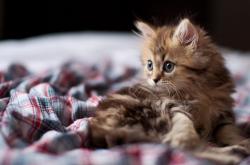 英雄联盟总决赛赛程-错位时空下的绿茵奇袭，哥斯达黎加压轴窒息伊拉克，马丁内利横空出世定义关键先生