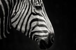 英雄联盟总决赛门票-欧联杯鏖战，左翼闪电如何击穿雷恩防线，黄色潜水艇的致命一击