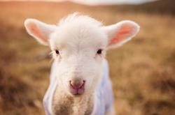 英雄联盟总决赛-降维打击！范弗利特三分雨重构赛场，浙江铁骑正面碾碎辽宁卫冕梦
