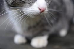 英雄联盟总决赛-横跨太平洋的对决，拉文攻防两端绝对统治，马刺表演赛力克广东