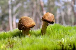 英雄联盟总决赛2025-两种意志的交锋，罗德里的精致艺术与伊拉克的钢铁洪流