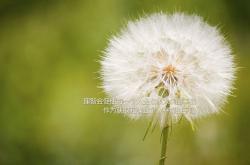 英雄联盟总决赛直播-阿克一锤定音，瑞士决胜时刻击碎几内亚的黑马之梦