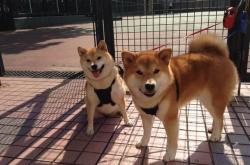 英雄联盟总决赛门票-百川归海，小贾伦生涯之夜汇入太阳制霸之海