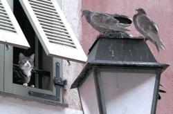 英雄联盟总决赛门票-委内瑞拉式强行终结，巴黎东决夜，一个篮球少年的终极赌注