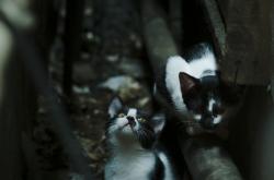 -他把西决的星图，折叠进一枚秒表