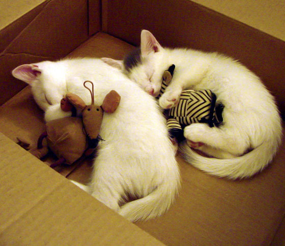 智利元素闪耀斯坦福桥？不，莫德里奇才是切尔西之殇