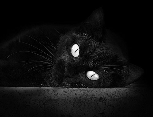 当欧冠半决赛的绿茵场铺上硬木地板,灰熊155cm空中足球力克篮网终极报告