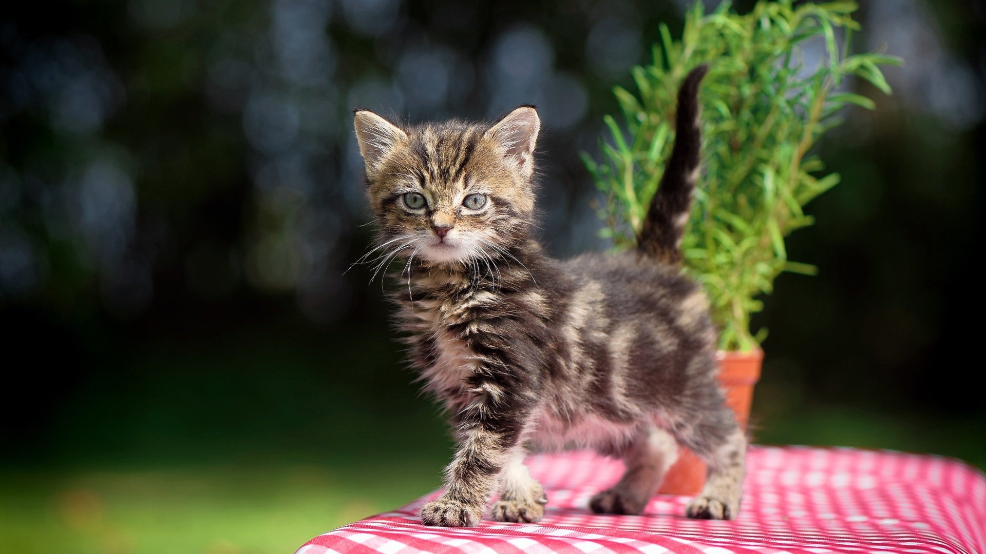 泥潭突围雪山巅,年度焦点战中活塞如何淬火重生力克掘金