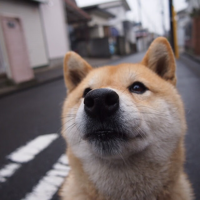 巨人舞台，见证巨星成色，快船硬仗验证坚韧，福克斯越是大场面越是惊人