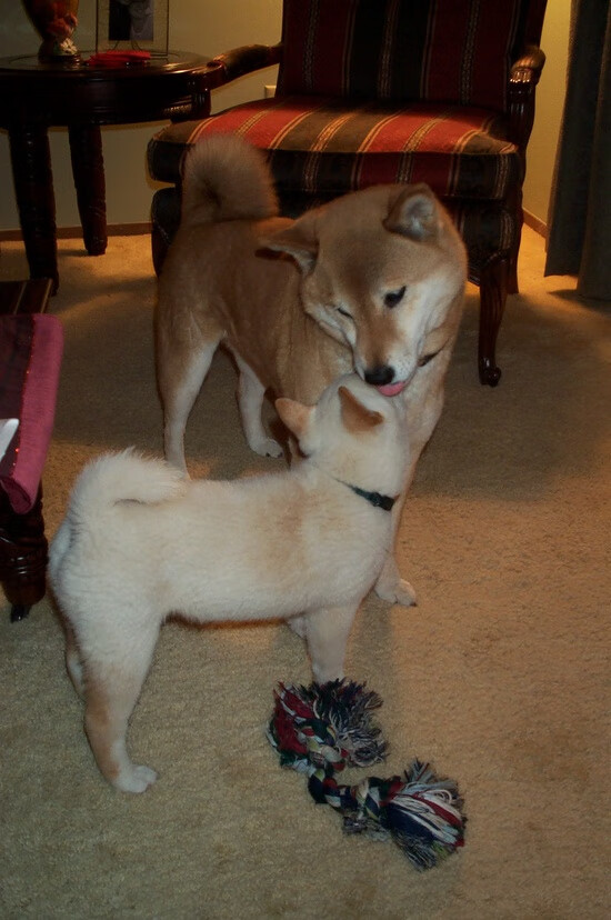 东契奇，勇士与凯尔特人的终极测金石