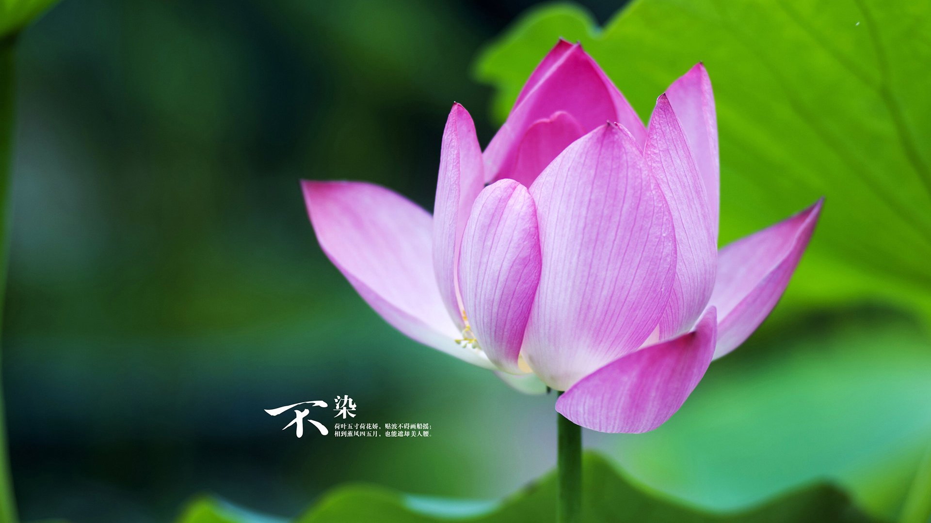 当英超争冠变身公牛时间，末节决胜的艺术