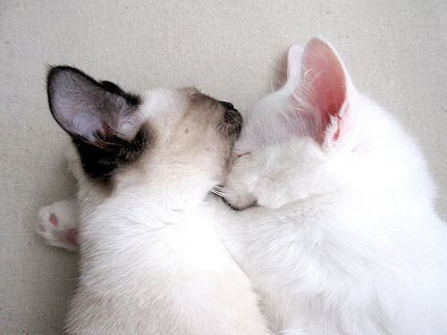 灰熊狂胜浙江队启示录,塔图姆个人能力的跨国界试炼