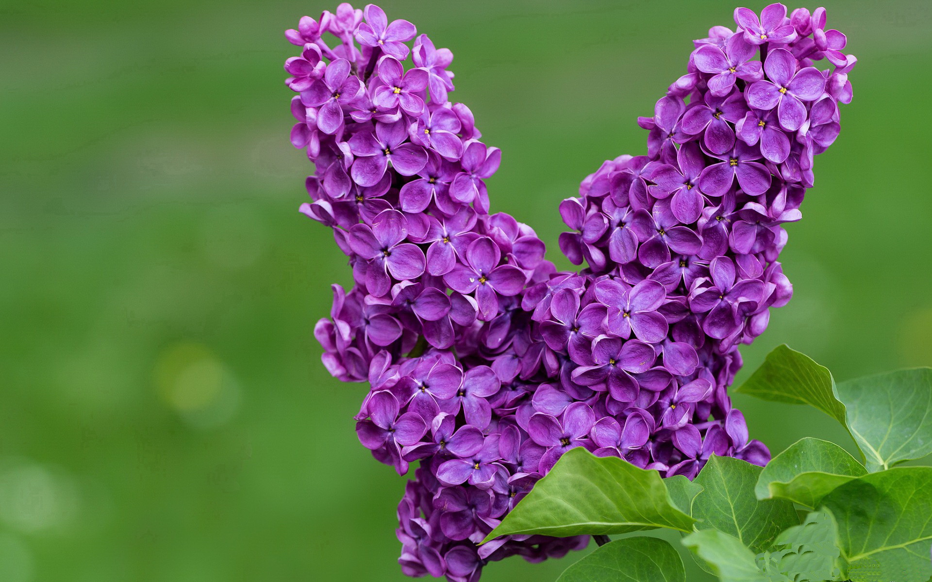 鹈鹕之刃,杰伦·格林用一场不可能的胜利宣告个人时代的到来