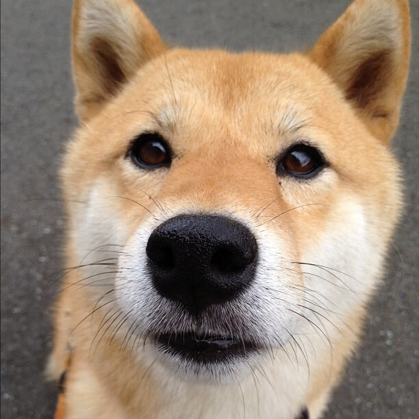 2026世界杯之夜,一人定义足球,福克斯与那记击穿寂静的回旋