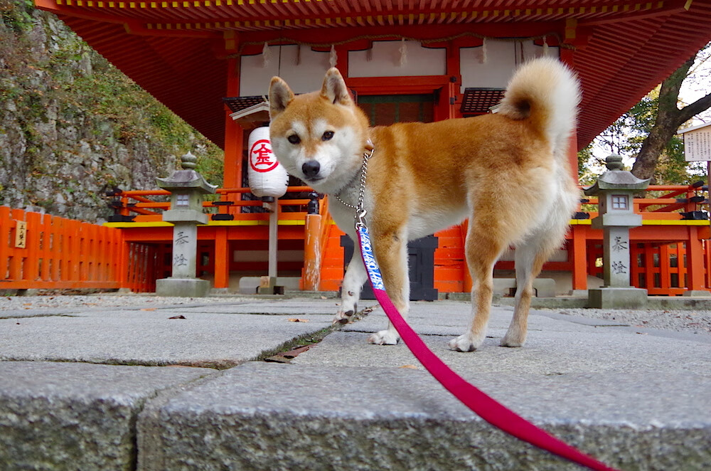 奥利维耶的爆发,西班牙唯一击败墨西哥的传奇之战