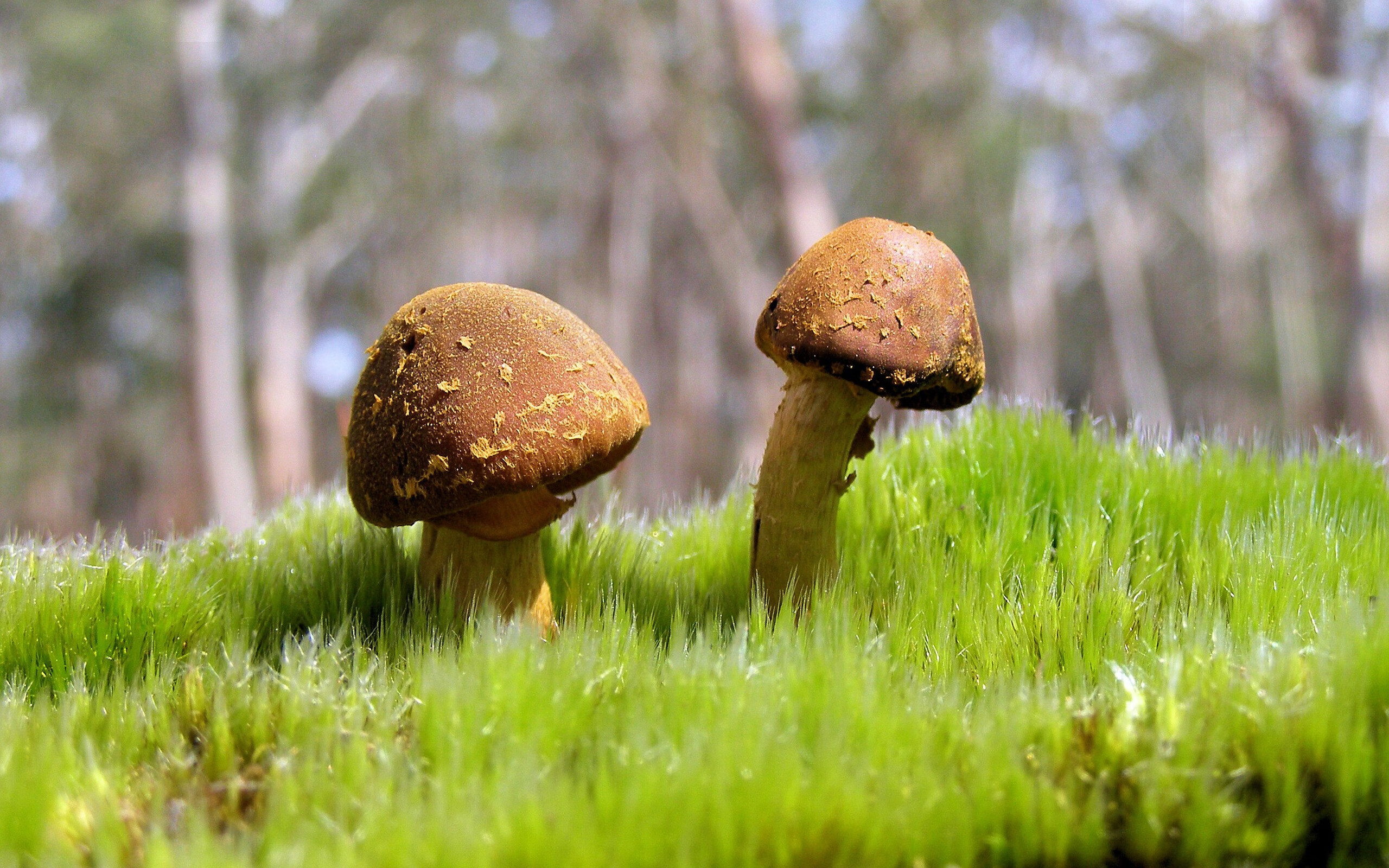 两种意志的交锋，罗德里的精致艺术与伊拉克的钢铁洪流