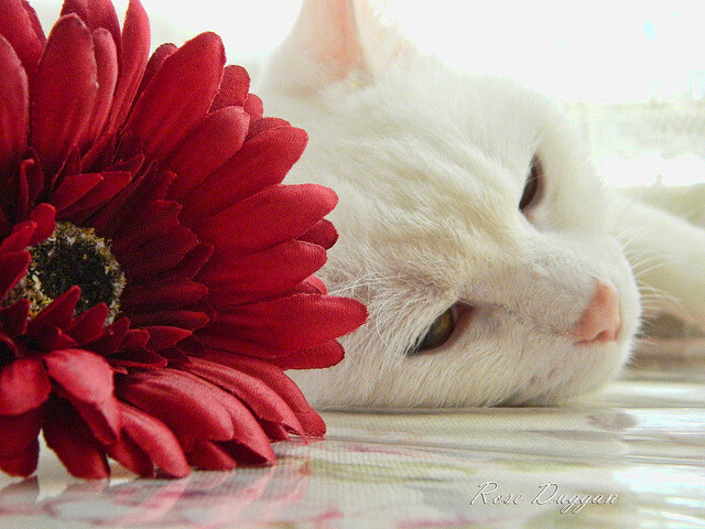 无名之辈的咆哮，小贾伦爆发背后的热火团队压制力击垮豪门凯尔特人