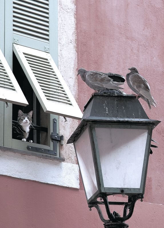 委内瑞拉式强行终结，巴黎东决夜，一个篮球少年的终极赌注