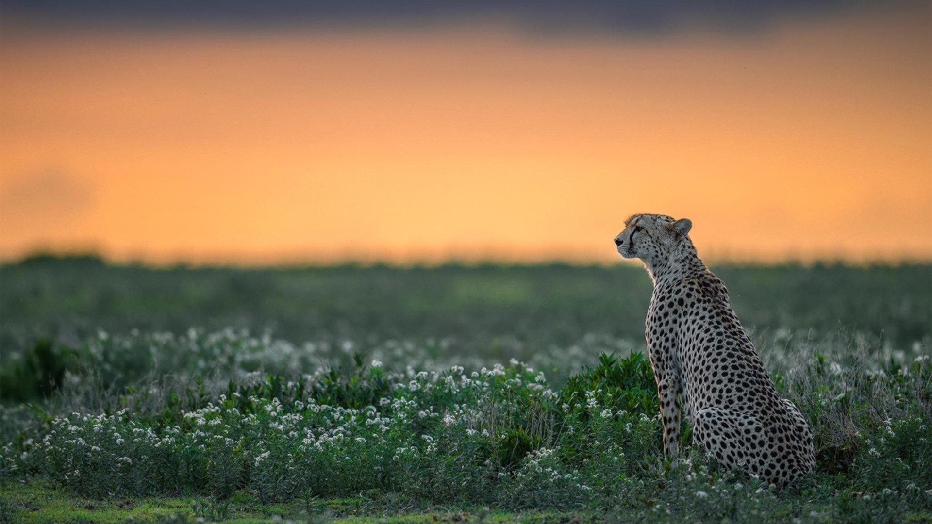 委内瑞拉式强行终结，巴黎东决夜，一个篮球少年的终极赌注