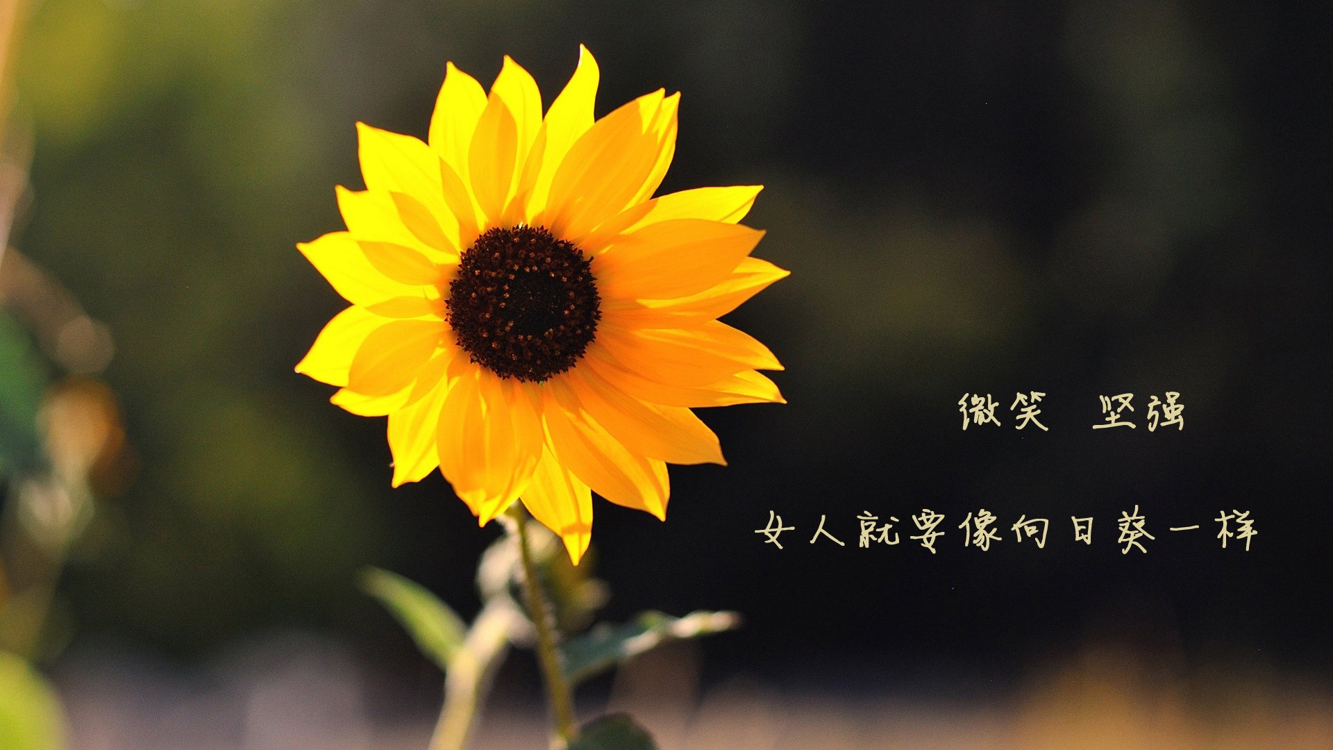 双城记,东契奇屠龙与切特封神—两个篮球宇宙的终极叙事