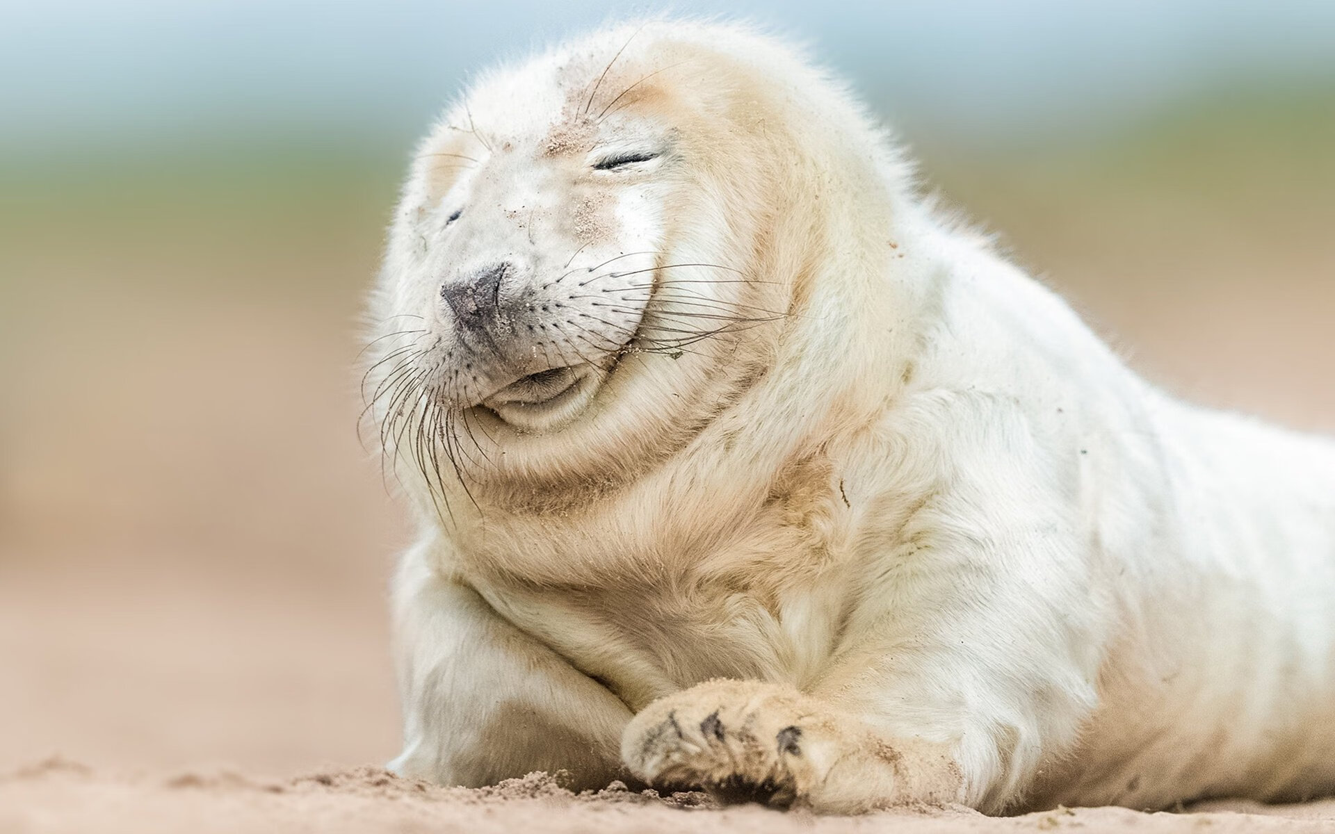 摩洛哥冰封伊斯坦布尔，萨拉赫的钢铁锁链如何绞杀土耳其进攻引擎